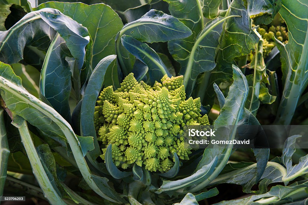 Close-up of Organic Romanesco Broccoli Growing in Field Close-up of organic Romanesco Broccoli growing on a coastal vegetable farm. Agriculture Stock Photo