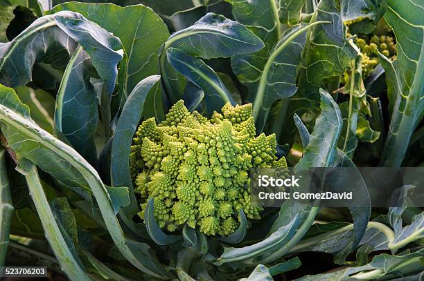 Closeup Of Organic Romanesco Broccoli Growing In Field Stock Photo - Download Image Now