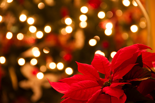 Christmas home decoration with poinsettia flowers  in foreground and tree lights in background