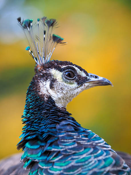 istock Portrait of beautiful peacock  (Pavo cristatus) 523707005