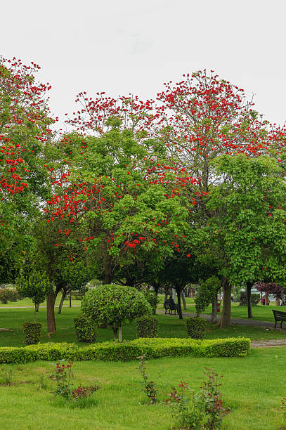 istock tree with red flower in adana turkey 523709493