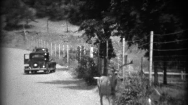 1937: Whitetail deer in middle of road hides in shaded roadside ditch.