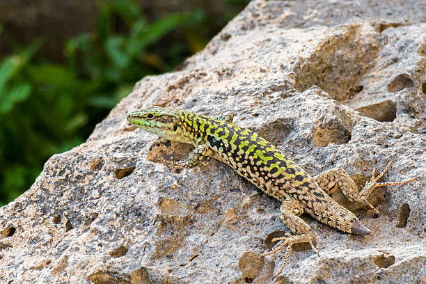 Lizard Beautiful Lizard on a rock giant bearded dragon stock pictures, royalty-free photos & images