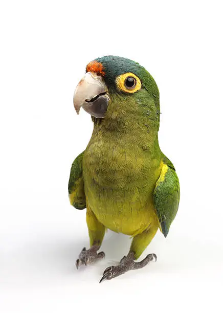 Green and funny parrot in white background.