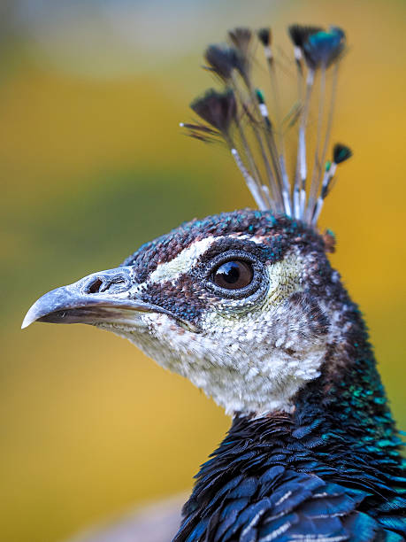 istock Portrait of beautiful peacock  (Pavo cristatus) 523711297
