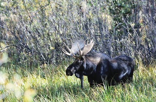 Bull moose standing in tall grass in Colorado. 