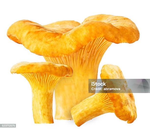 Cantharellus Cibarius Isolated On White Background Stock Photo - Download Image Now - Autumn, Boletus, Cantharellus