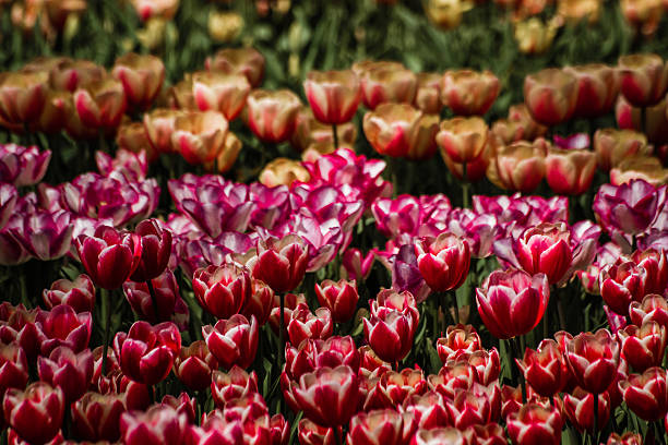 bunte tulpen in bloom - flower spring field nature stock-fotos und bilder