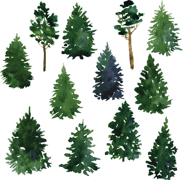 ilustraciones, imágenes clip art, dibujos animados e iconos de stock de conjunto de árboles conifer - evergreen tree pine tree painted image watercolour paints