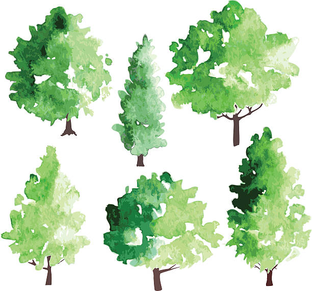 ilustraciones, imágenes clip art, dibujos animados e iconos de stock de conjunto de diferentes árboles de hoja caduca - poplar tree leaf green tree