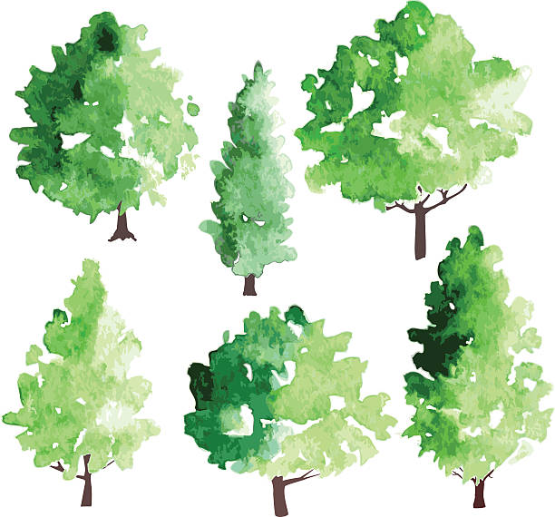 set of different deciduous trees set of different deciduous trees, vector illustration watercolor painting landscapes stock illustrations