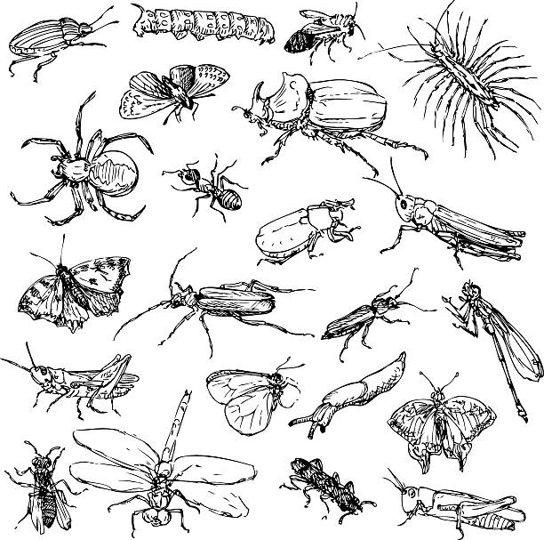 set of line drawing insects set of line drawing insects, hand drawn vector illustration painted grasshopper stock illustrations