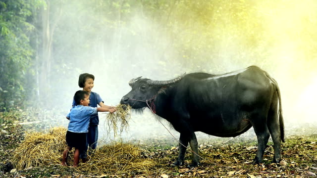 Children feeding buffalo