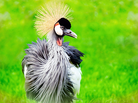 Portrait of Crested Crane (Balearica regulorum gibbericeps) on green blur background. African Crowned Crane is national bird of Uganda and Myanmar (Birma).