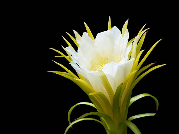 dragon fruit flower dragon fruit flower on black background dragon fruit flower stock pictures, royalty-free photos & images