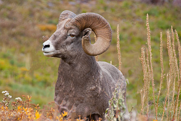 bighorn ram - bighorn sheep stock-fotos und bilder