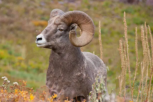 The Bighorn Sheep (Ovis canadensis) is a North American sheep named for its large curled horns. An adult ram can weigh up to 300 lb and the horns alone can weigh up to 30 lb. This big old ram with its broken-off horns was photographed on the Grinnell Glacier Trail in Glacier National Park, Montana, USA.