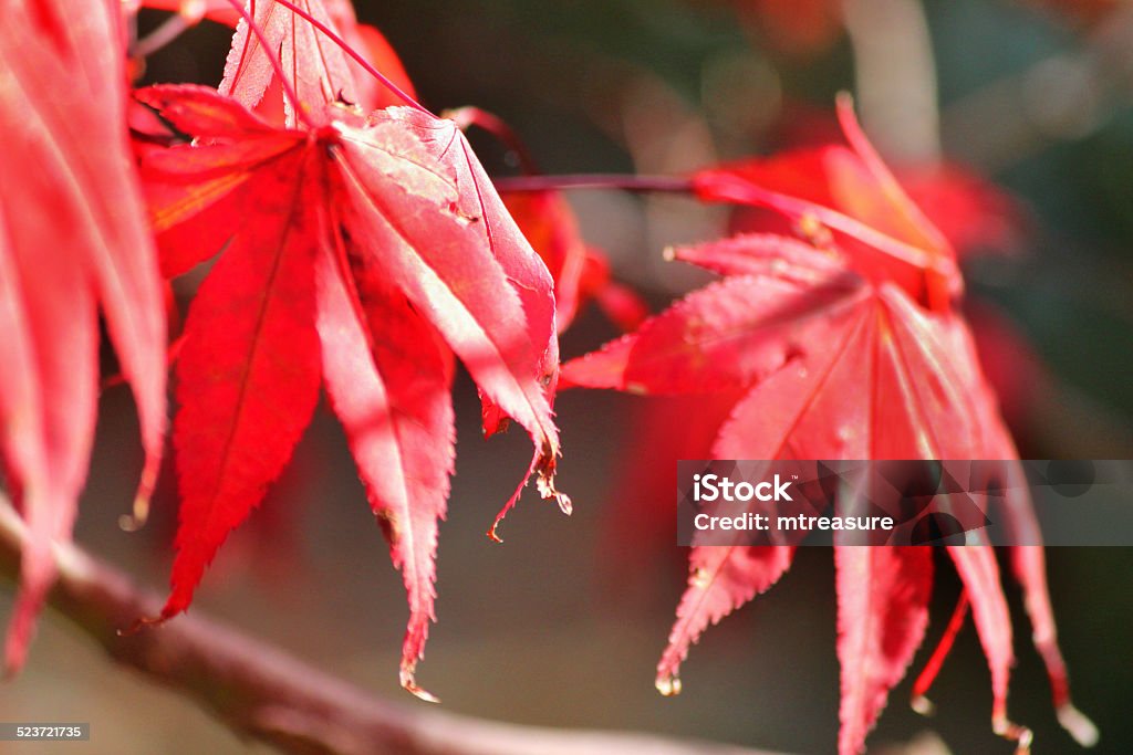 Japanese maple tree / fall (Acer Palmatum Osakazuki), red autumn leaves Photo showing a large Japanese maple tree in the fall, covered with golden orange and fiery red autumn leaves.  This maple tree (Latin name: Acer Palmatum Osakazuki) is a single specimen garden tree and is pictured in the strong afternoon sunshine, against a bright blurred garden background. Autumn Stock Photo