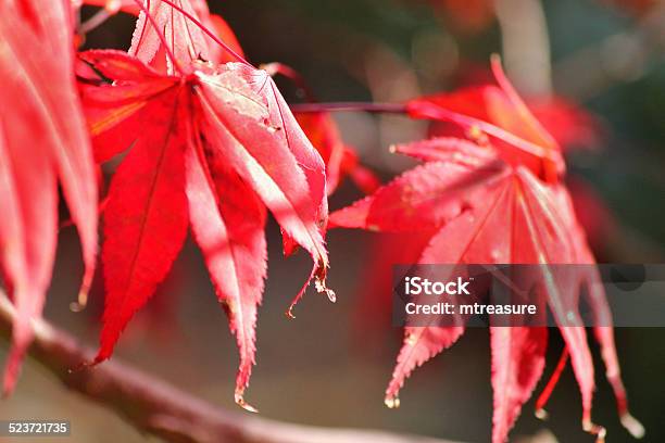 Japanese Maple Tree Fall Red Autumn Leaves Stock Photo - Download Image Now