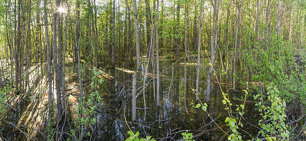 istock The spring flooded wood. A high water. 523722273