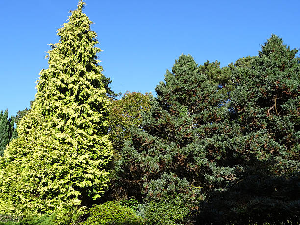 Large, tall golden conifer tree, Thuja plicata, rockery / rock garden Photo showing a large, tall golden conifer tree, growing in an old rockery / rock garden and pictured against the blue sky, on a sunny afternoon.  The Latin name for this particular golden conifer is: Thuja plicata 'Zabrina', while the evergreen tree growing alongside is a blue Sawara Boulevard cypress: Chamaecyparis pisifera 'Boulevard'.  Evergreen shrubs, such as euonymous plants, heathers (ericas) and prostrate junipers complete the planting scheme in the park garden. chamaecyparis stock pictures, royalty-free photos & images