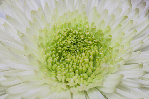 Close up of a white Chinese chrysanthemum / mums