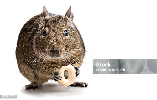 Degu Mouse Gnawing Bake Stock Photo - Download Image Now - Mouse - Animal,  Snack, Animal - iStock