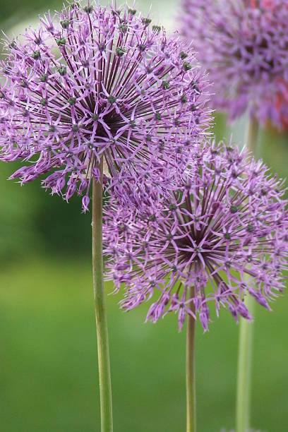 istock Flowers of blue onion 523724833