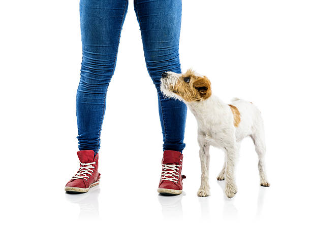 istock Cute dog playing with his owner 523725237