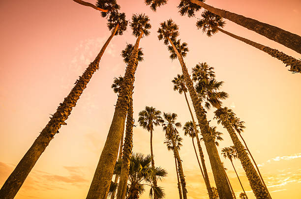 istock Tropical palm tree on Venice beach - los angeles 523725497