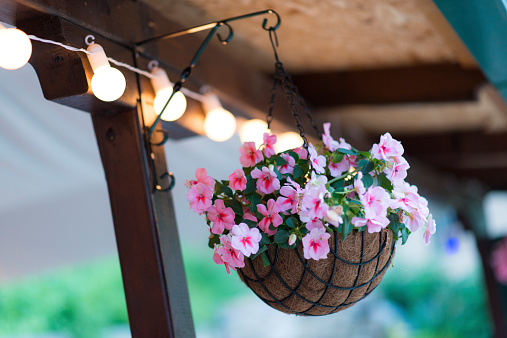 Lush green foliage and magenta colored flowers of petunias in mid July