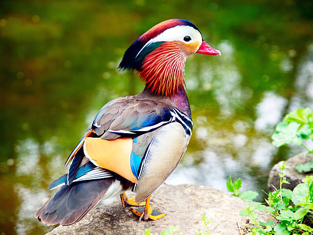 istock Colorful mandarin duck standing on the bank 523726575