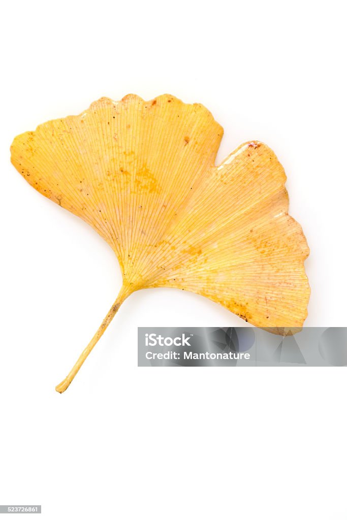 Ginkgo Leaves isolated on White with Clipping Path This Picture is made in my Daylight Studio. Autumn Stock Photo