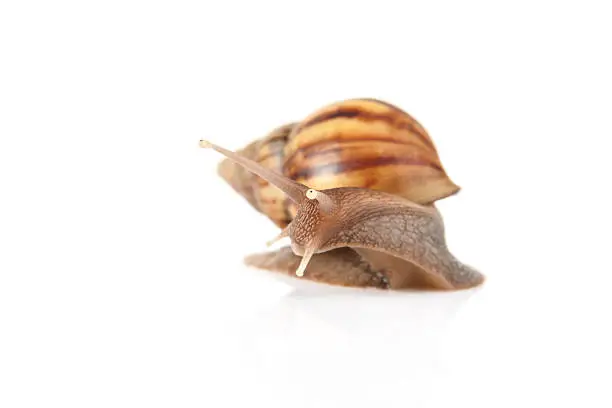 Photo of Garden snail isolated on white background.