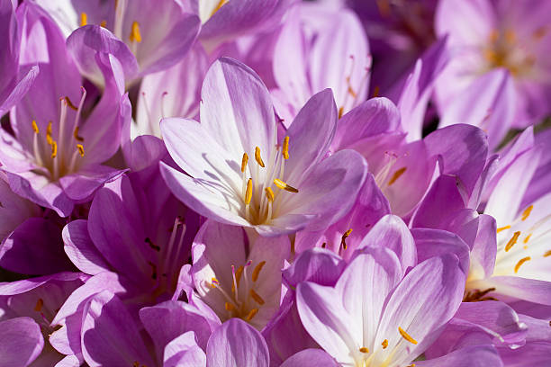 istock lilac autumn crocus flowers blooming in the garden 523727941