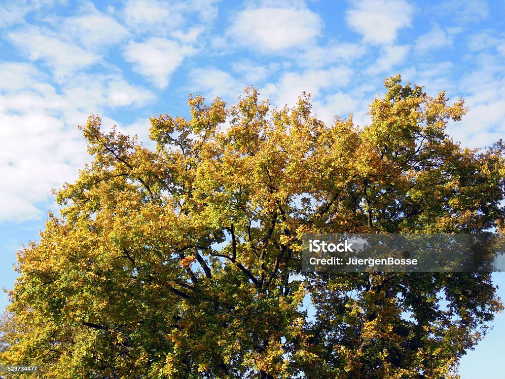 Oak tree - Lizenzfrei Alt Stock-Foto