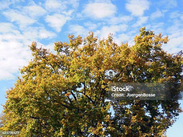 Oak Tree Stockfoto und mehr Bilder von Alt - Alt, Eiche, Fotografie