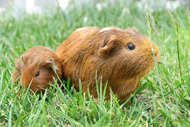 A mother and child guinea pig or cavy feeding on grass in a natural environment outdoors.