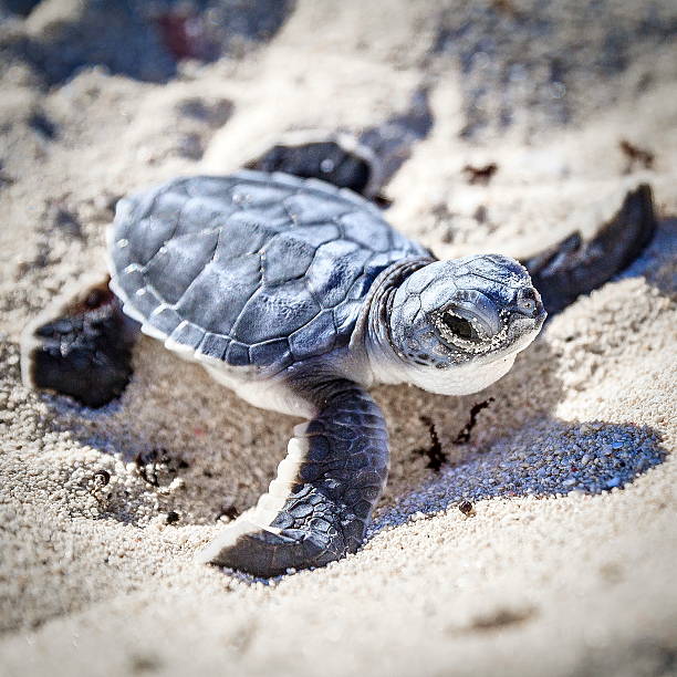 tartaruga marina newborn.semi vista anteriore. - sea turtle square shape square endangered species foto e immagini stock