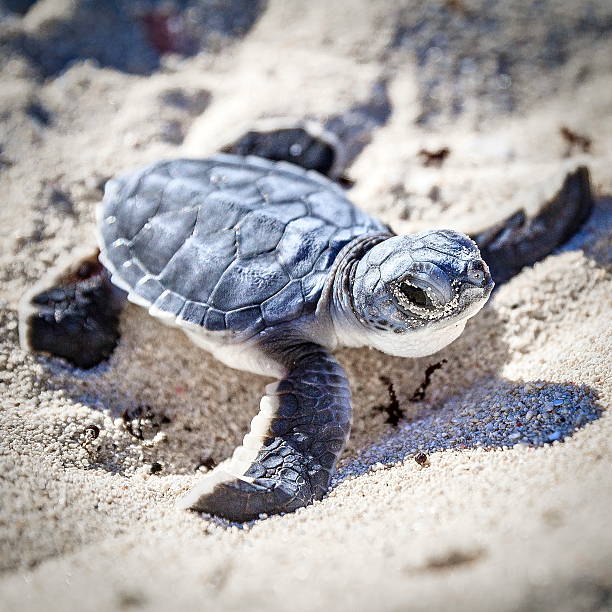바다 거북이 newborn.semi 앞마당 볼 수 있습니다. - sea turtle square shape square endangered species 뉴스 사진 이미지