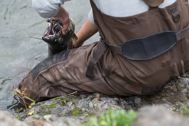 istock Man lands salmon at riverbank 523735865
