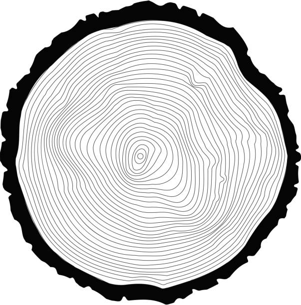 Tree rings background. Annual tree vector art illustration