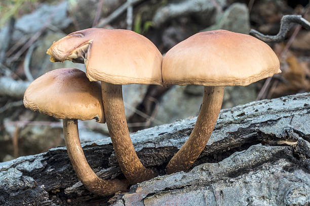 hypholoma fasciculare, comumente conhecido como o anidrido em capitonê - hypholoma fasciculare - fotografias e filmes do acervo