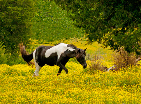 horse, field, wildflowers,
