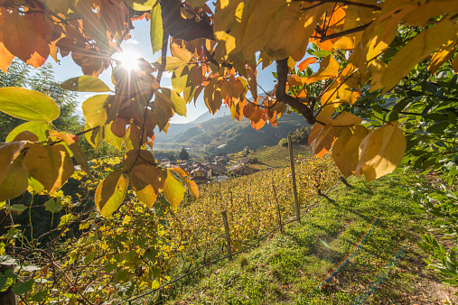 View of vine yards in Cembra Valley (Trentino, Italy) through yellow leaves of Japanese persimmon tree (Diospyros kaki).