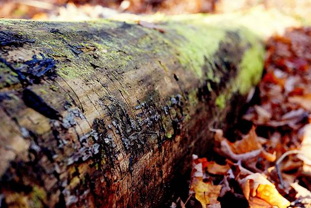istock Autumn Log in the Middle of the Forest 523739857