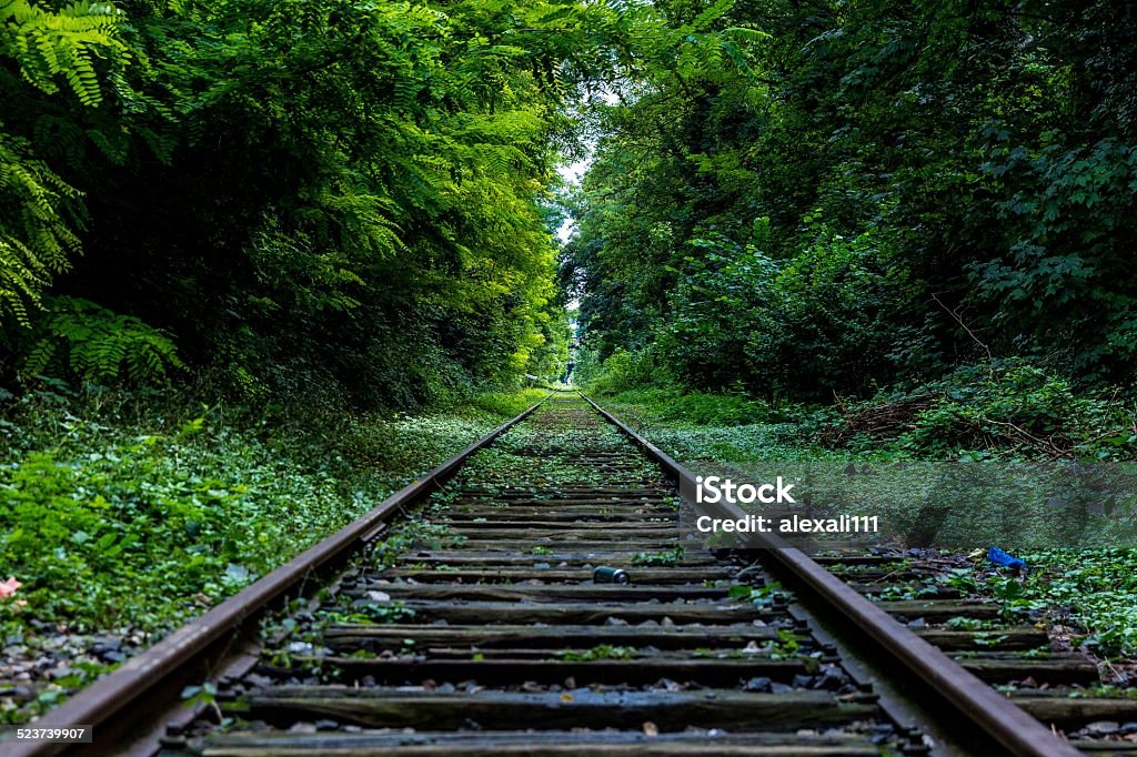 Railway in Green A shot of a railway in the middle of a green forest. Cold Temperature Stock Photo