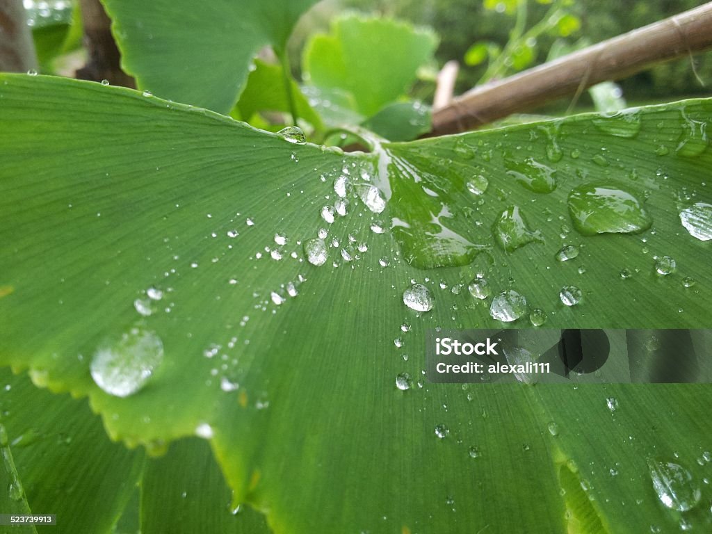 Ginkgo Biloba Leaf Macro shot of a ginkgo biloba leaf with dewdrops on it. Advertisement Stock Photo