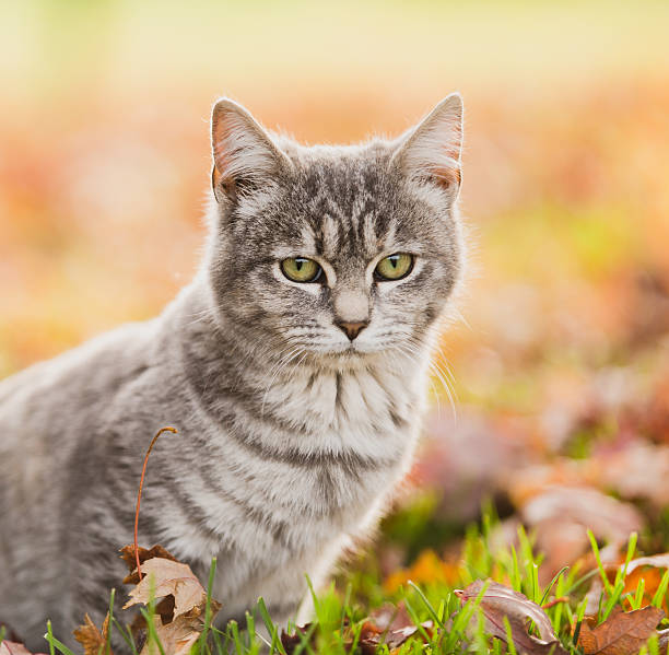 istock Pretty tabby kitten outdoors in nature autumn scenery 523740067