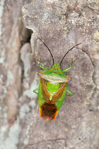 Hawthorn shield-bug, Acanthosoma haemorrhoidale on wood